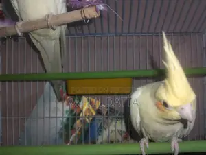 Cockatiel Bird