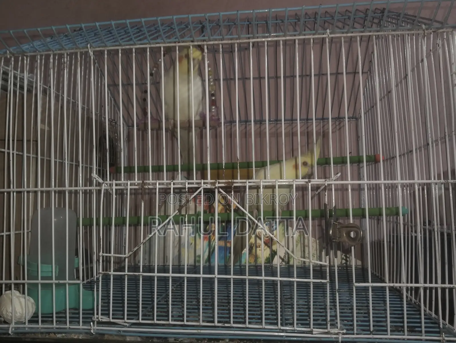 Cockatiel Bird