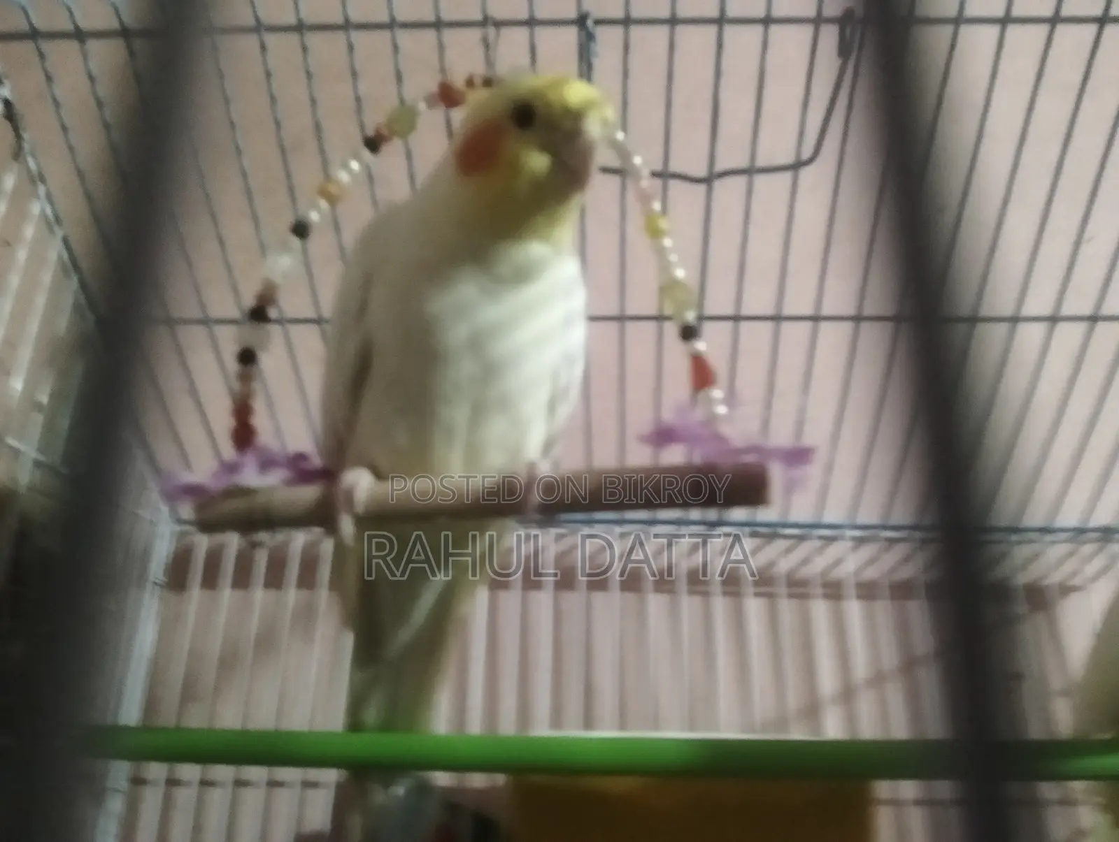 Cockatiel Bird