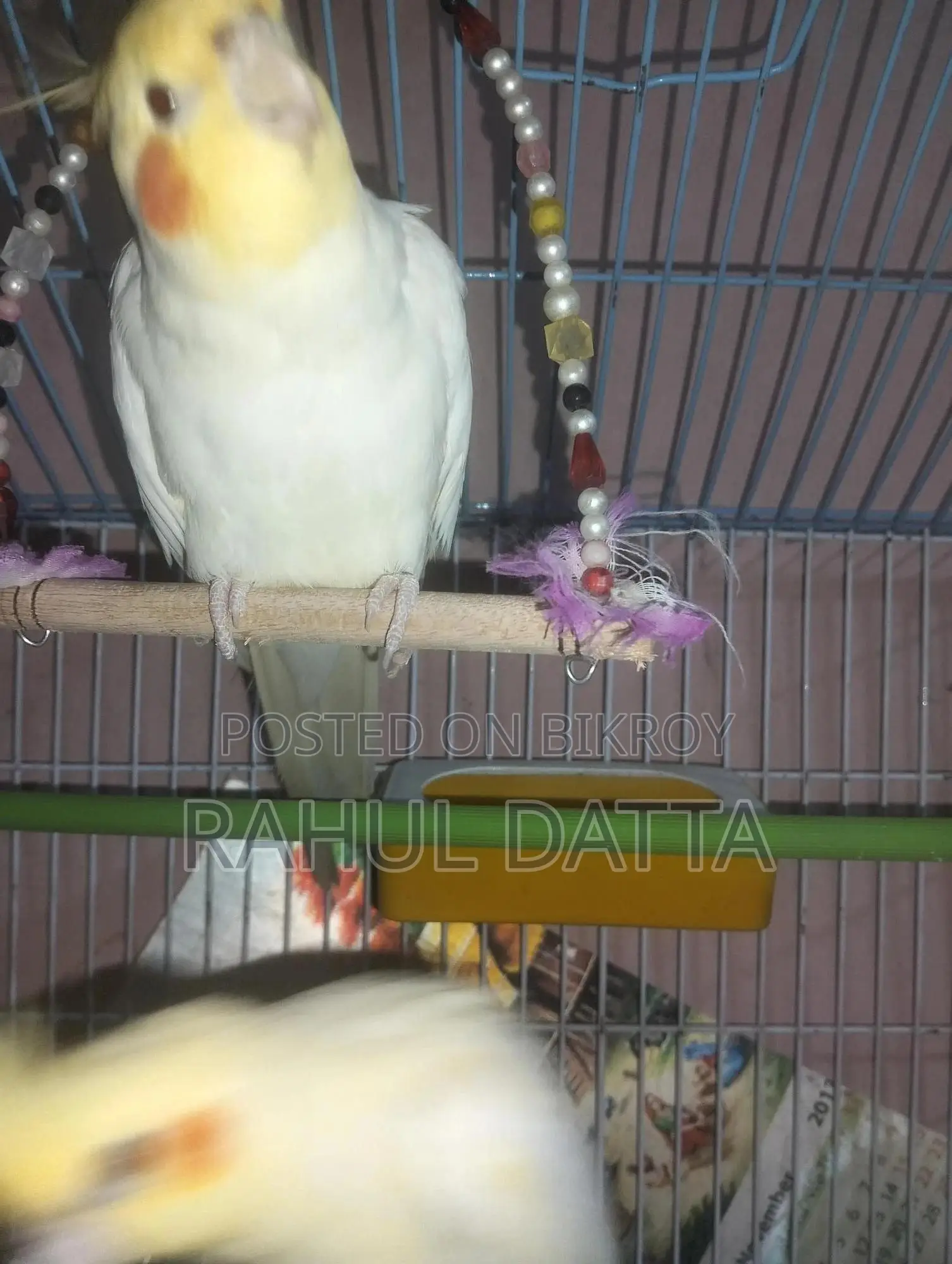 Cockatiel Bird