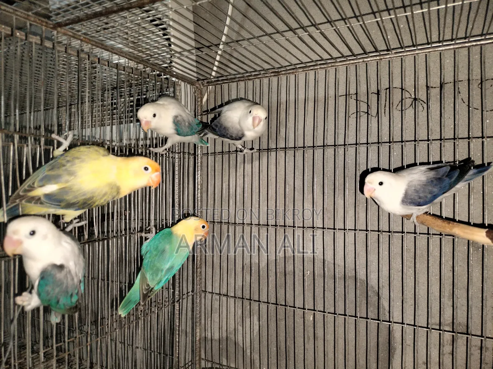 Love Birds will be sold.