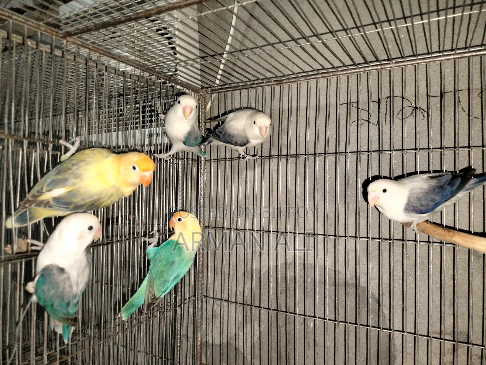 Love Birds will be sold.