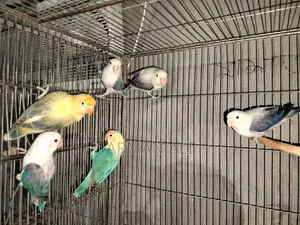 Love Birds will be sold.