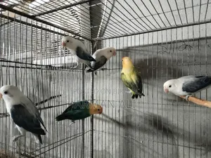 Love Birds will be sold.