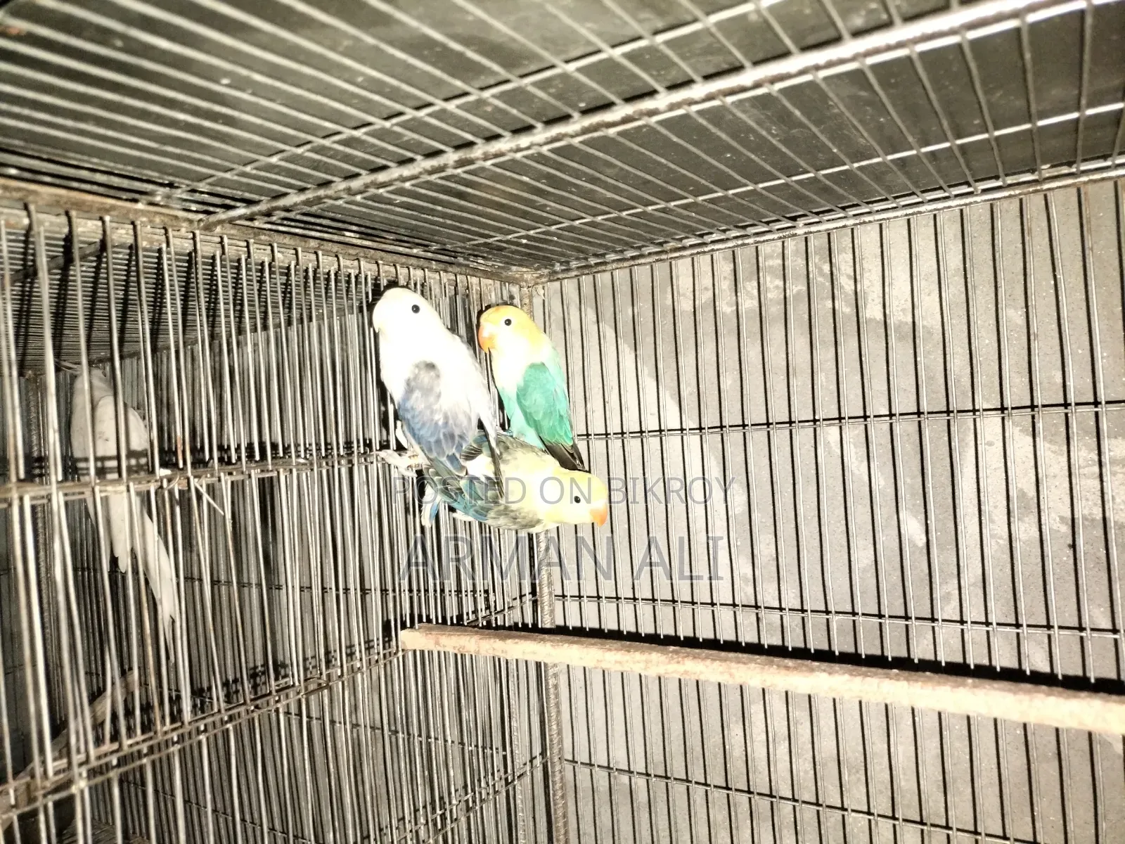 Love Birds will be sold.