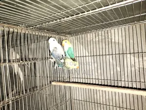 Love Birds will be sold.