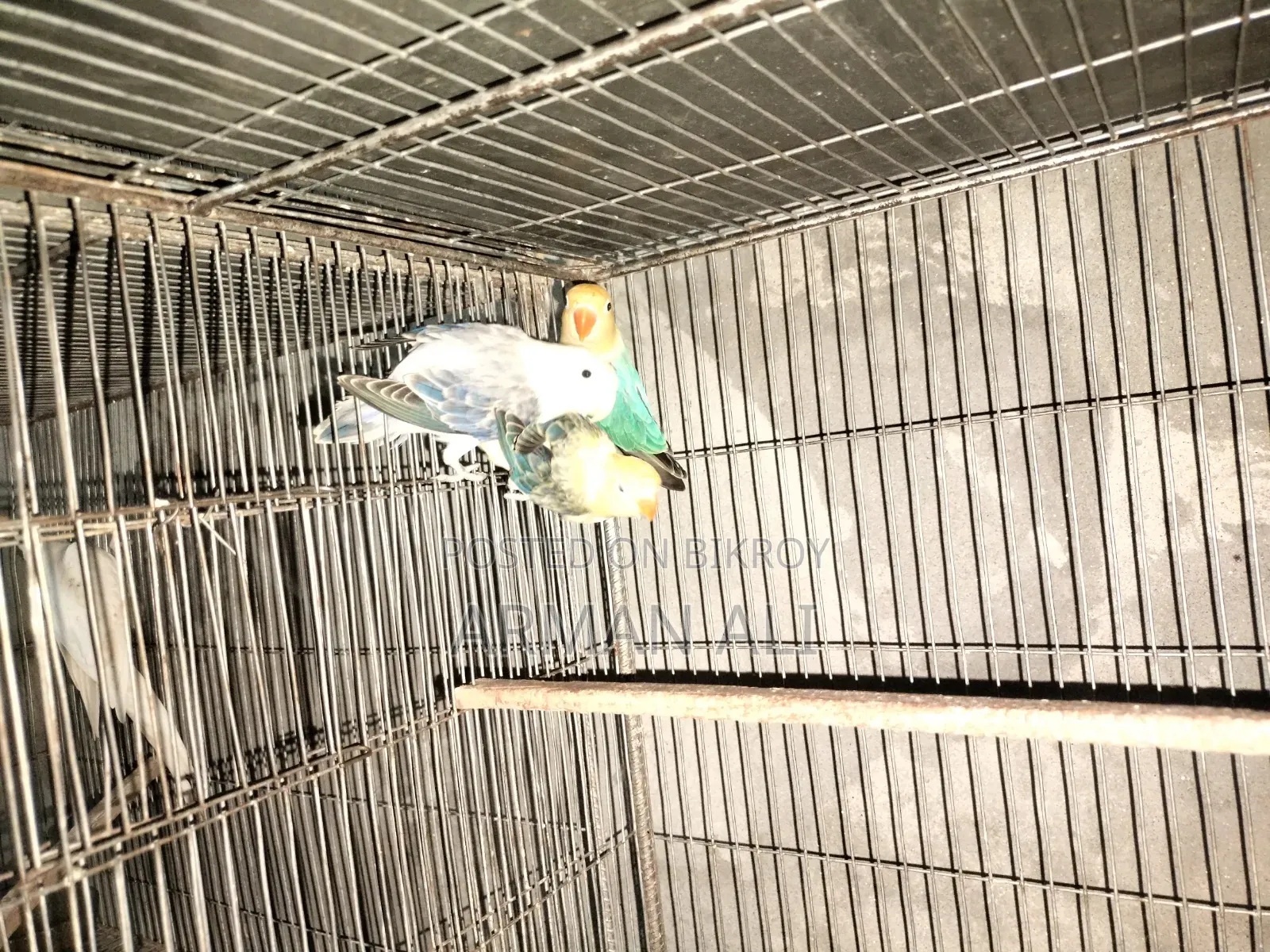 Love Birds will be sold.