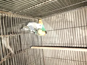 Love Birds will be sold.