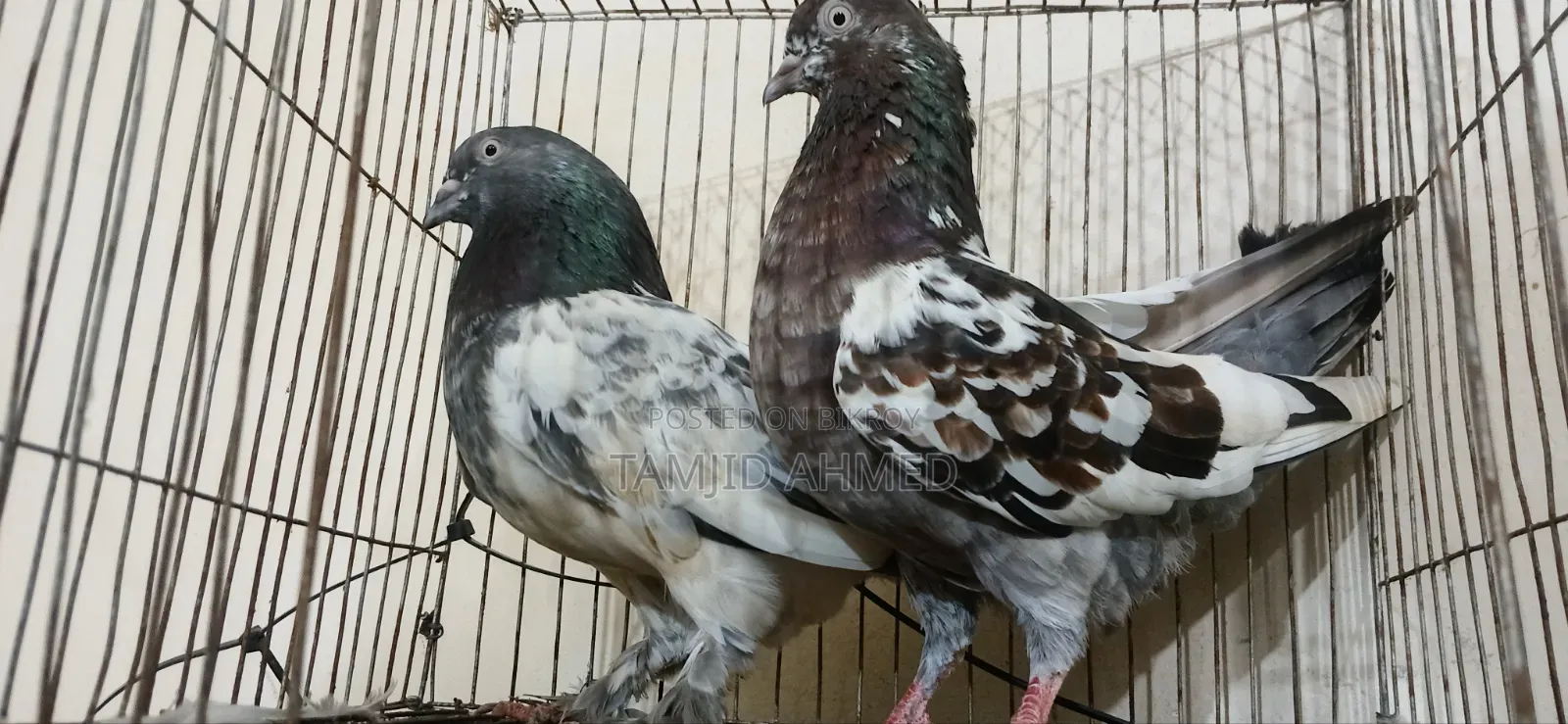 গিরিবাজ কবুতর