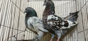 গিরিবাজ কবুতর