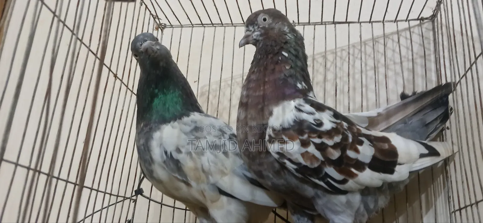 গিরিবাজ কবুতর