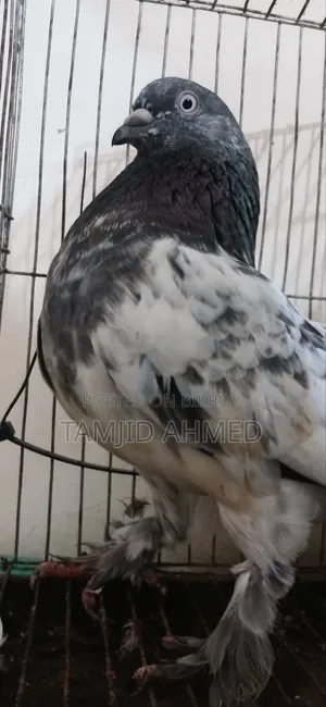 গিরিবাজ কবুতর