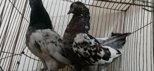 গিরিবাজ কবুতর