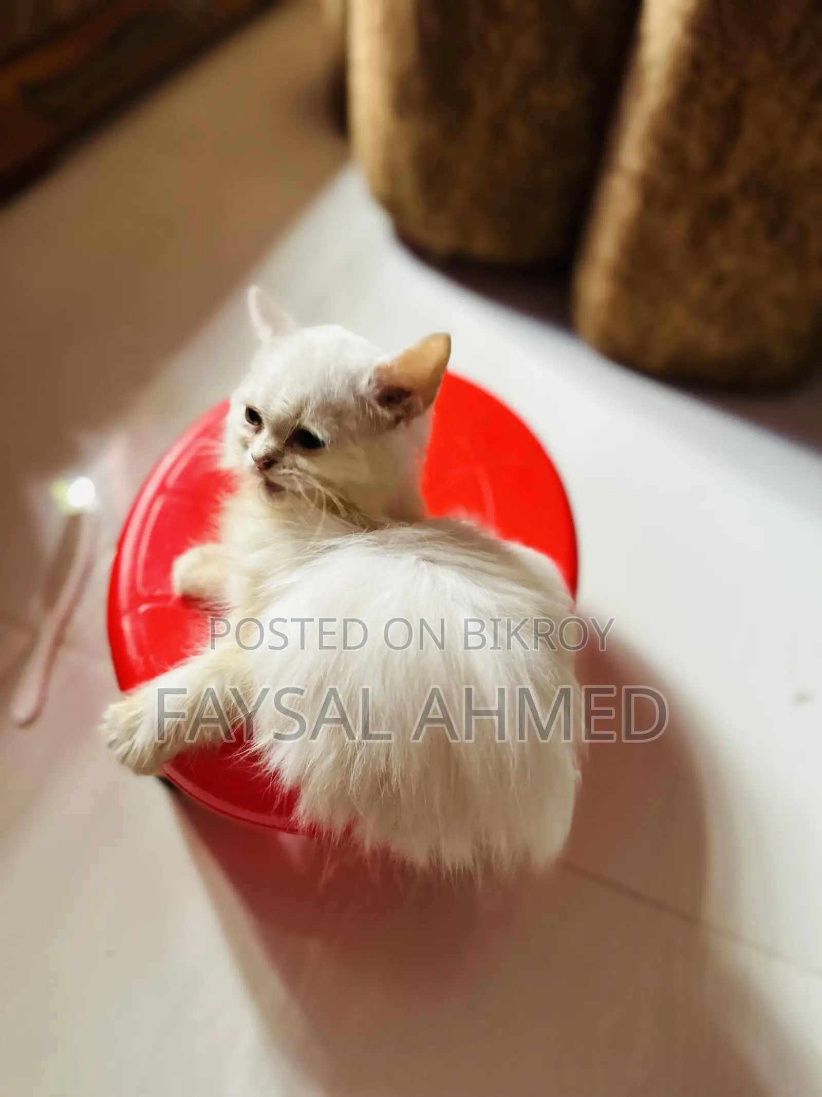 1-3 months Male Purebred Persian