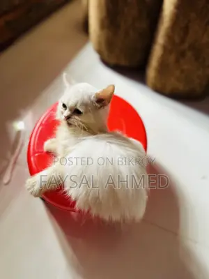 1-3 months Male Purebred Persian