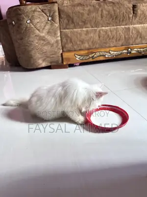 1-3 months Male Purebred Persian