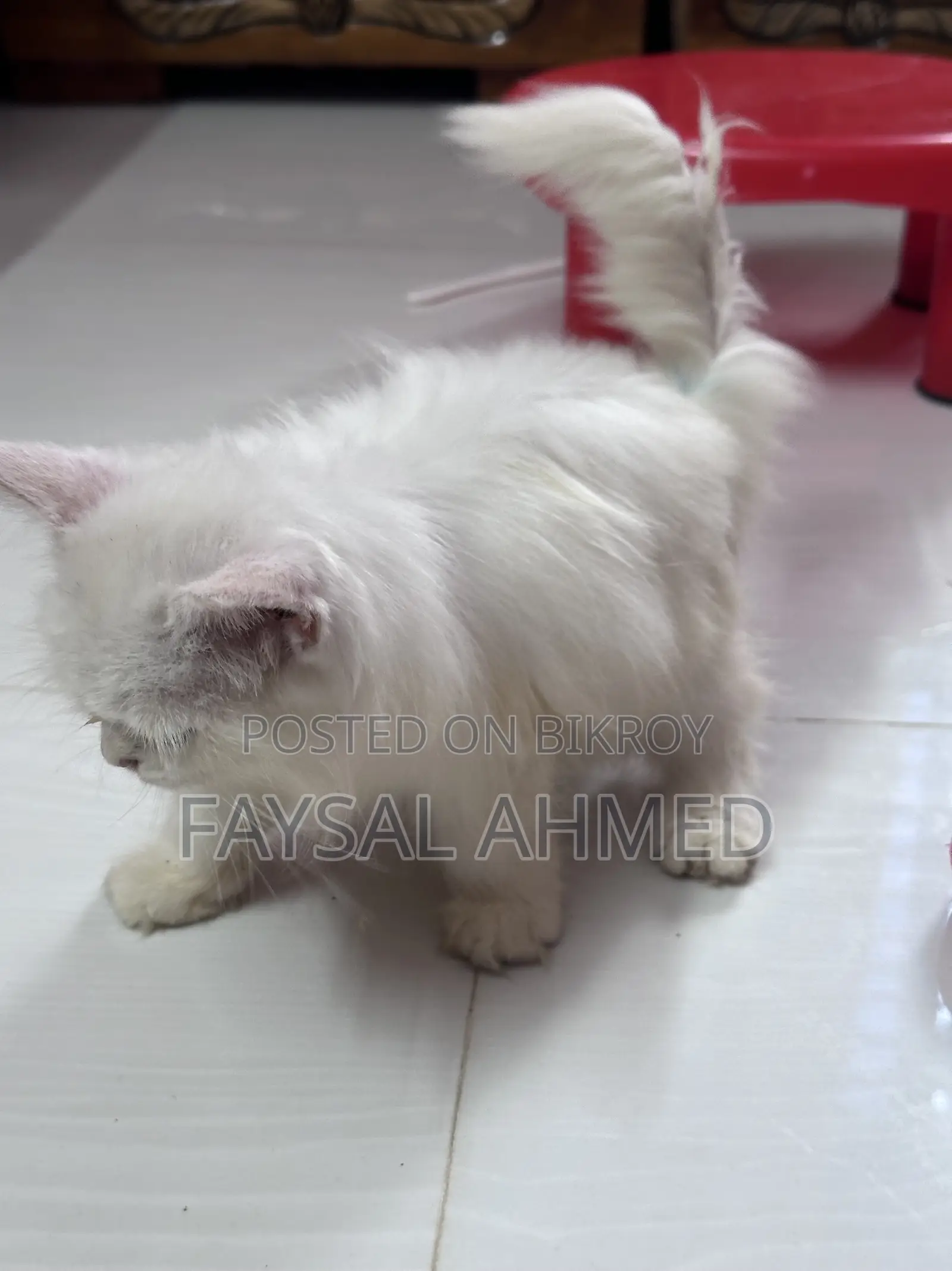 1-3 months Male Purebred Persian