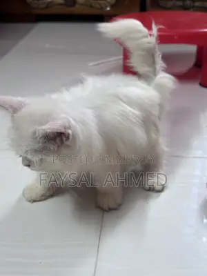 1-3 months Male Purebred Persian