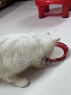 1-3 months Male Purebred Persian