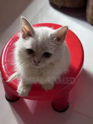 1-3 months Male Purebred Persian