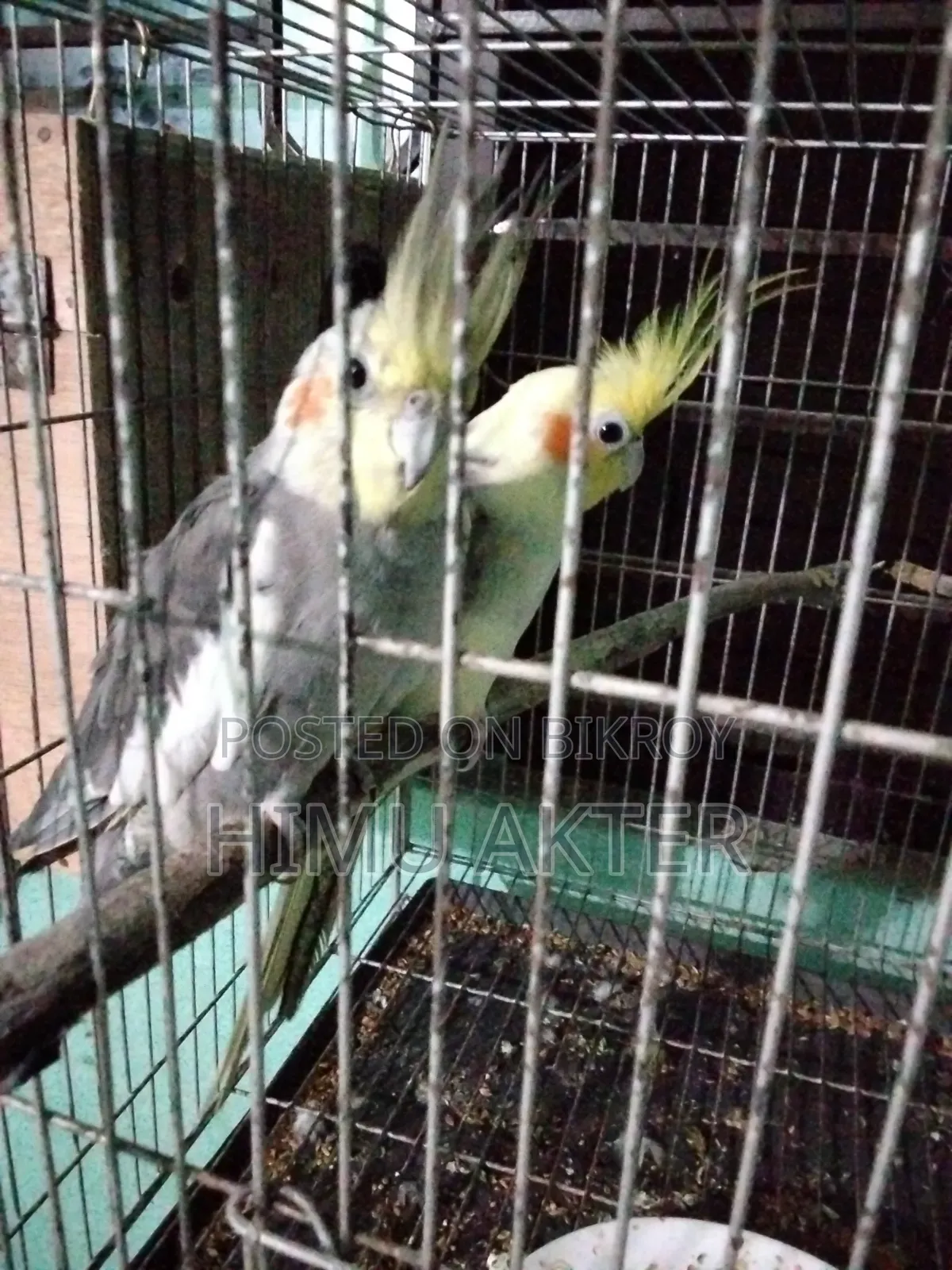 Birds for sale