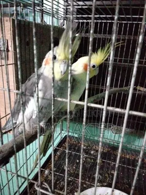 Birds for sale