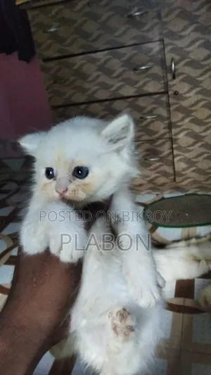 1-3 Months Female Purebred Persian Cat