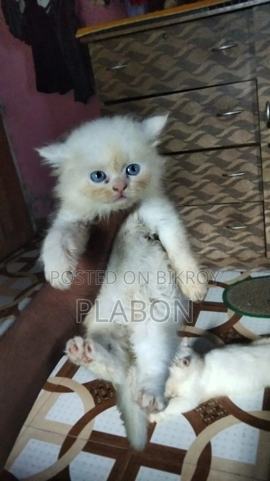 ১-৩ মাসের ফিমেল পিওরব্রেড পার্সিয়ান
