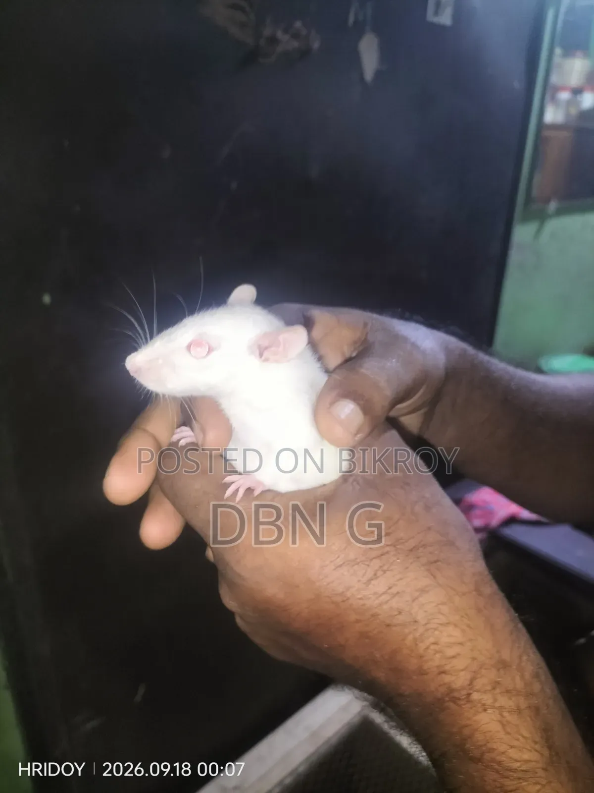 White Fancy Mouse