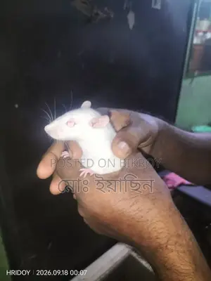 সাদা বিলাতি ইঁদুর