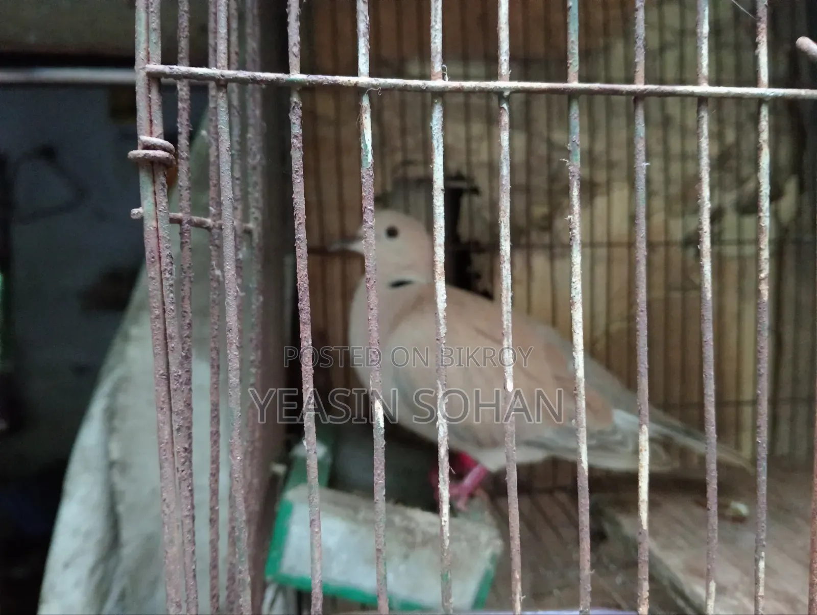 Running Dove Female
