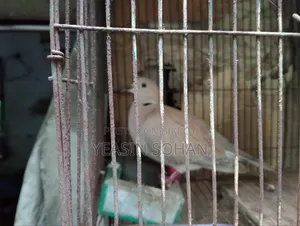 Running Dove Female