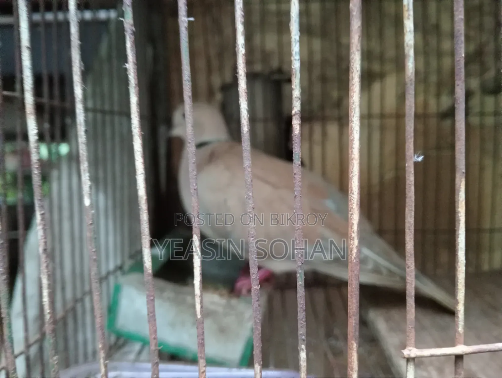 Running Dove Female