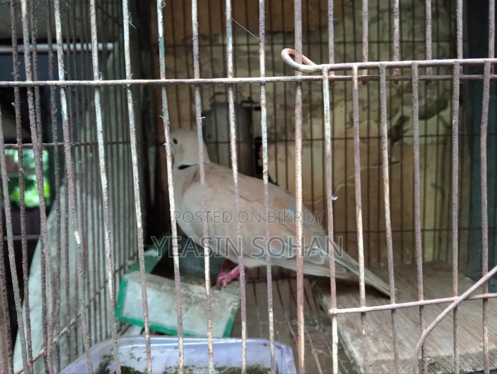 Running Dove Female