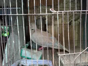 Running Dove Female