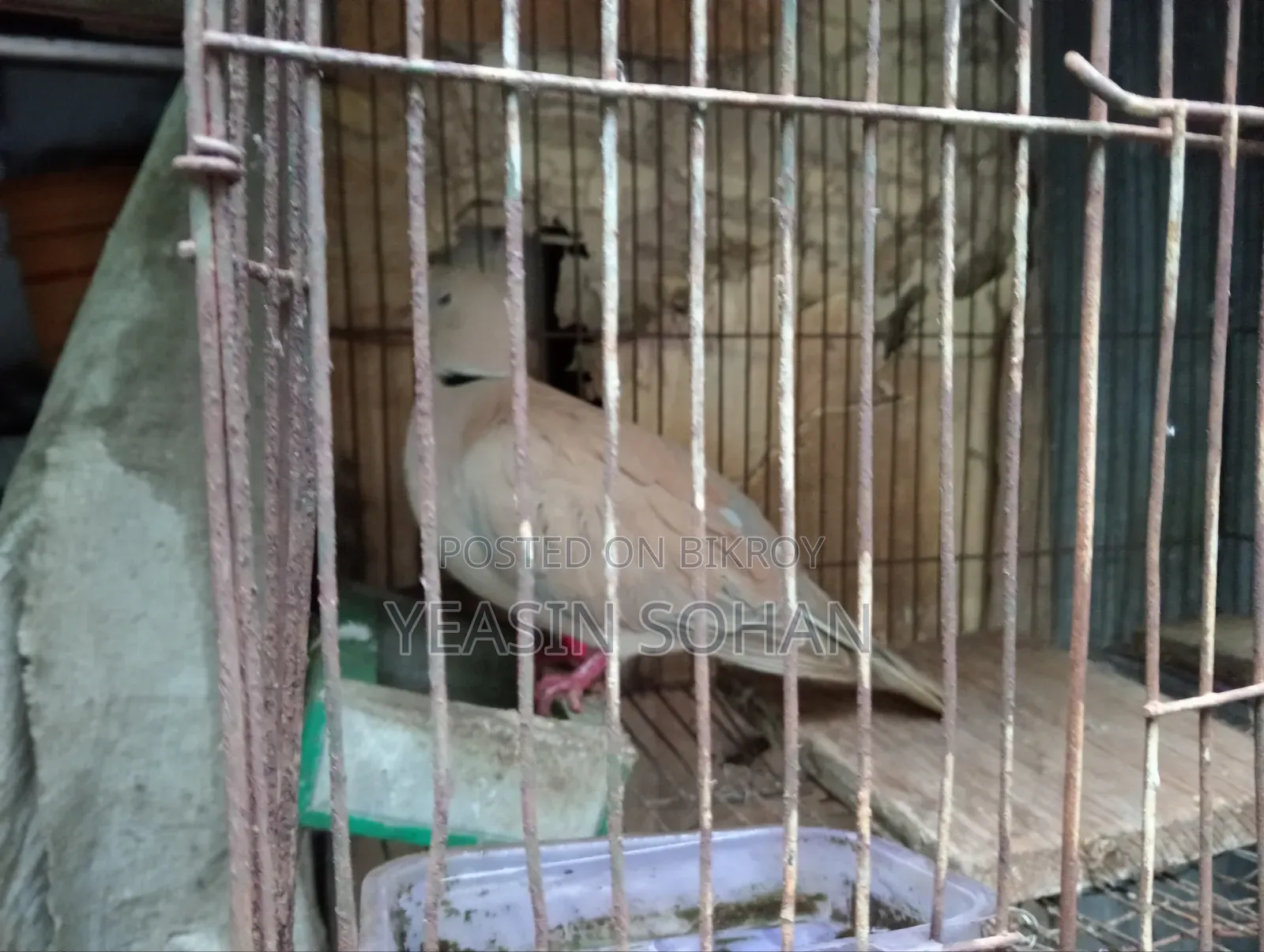 Running Dove Female