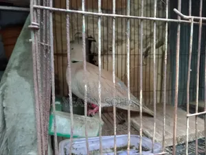 Running Dove Female