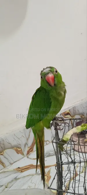 The bird is of a calm nature, always remains free inside the room and does not go anywhere.