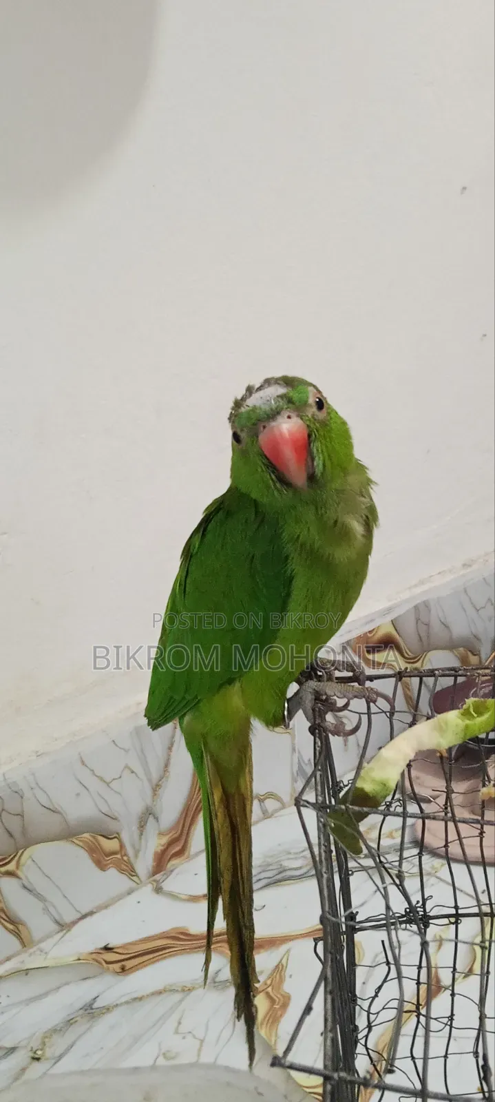 The bird is of a calm nature, always remains free inside the room and does not go anywhere.