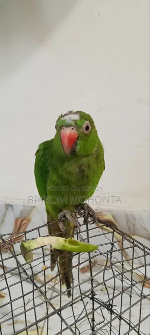 The bird is of a calm nature, always remains free inside the room and does not go anywhere.
