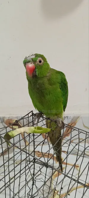 The bird is of a calm nature, always remains free inside the room and does not go anywhere.