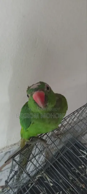 The bird is of a calm nature, always remains free inside the room and does not go anywhere.