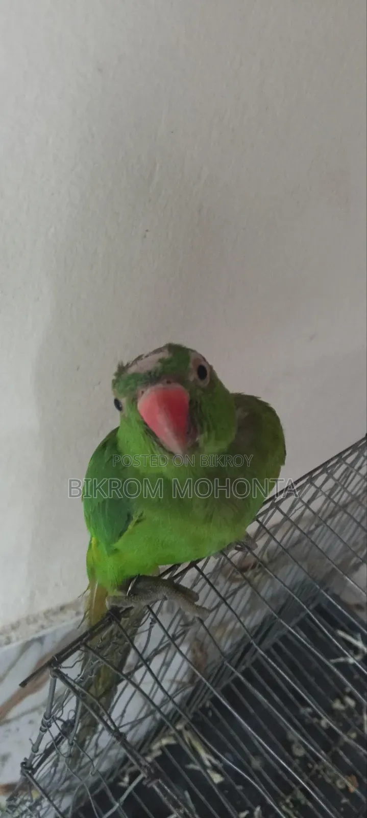 The bird is of a calm nature, always remains free inside the room and does not go anywhere.