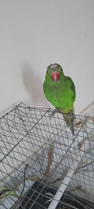 The bird is of a calm nature, always remains free inside the room and does not go anywhere.