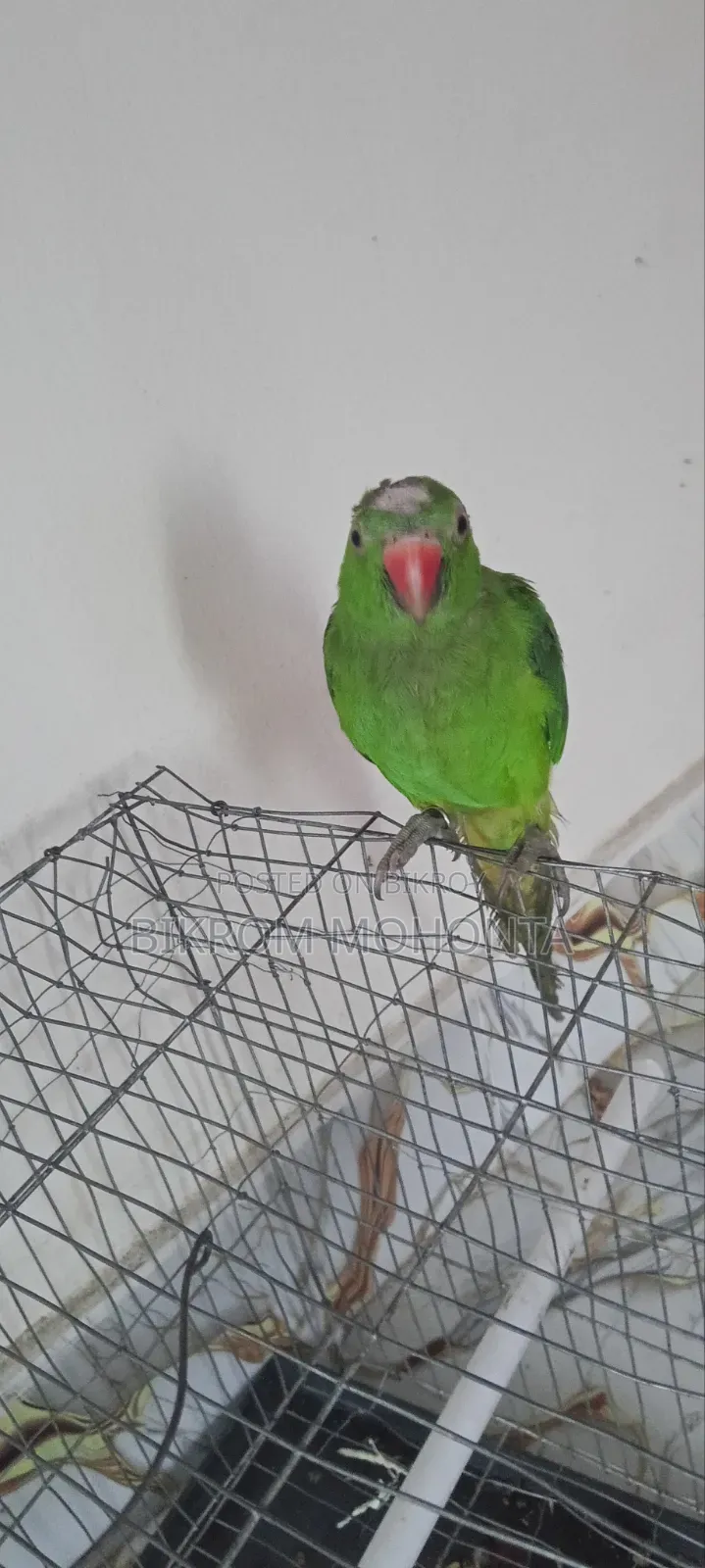 The bird is of a calm nature, always remains free inside the room and does not go anywhere.