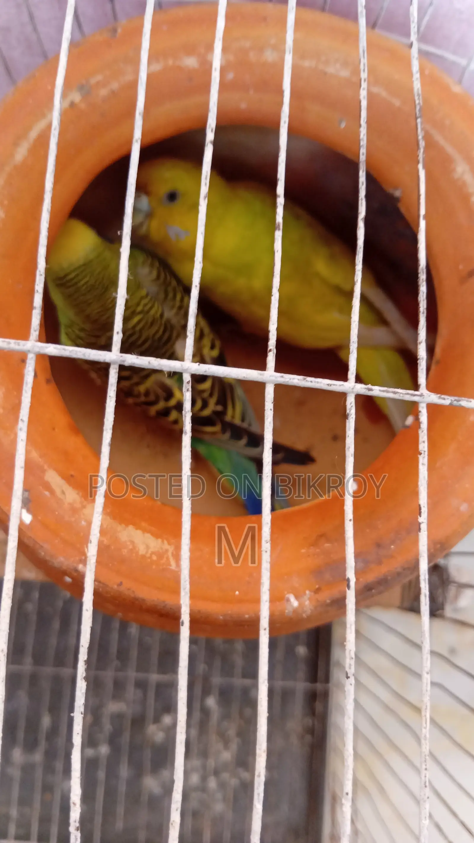 1 pair of running egg-laying and chick-rearing Budgerigar birds for sale