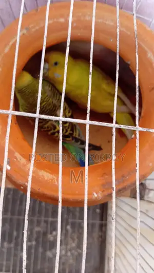 1 pair of running egg-laying and chick-rearing Budgerigar birds for sale
