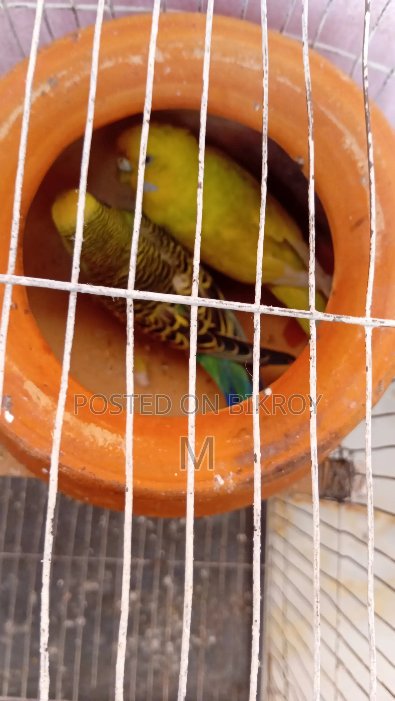 1 pair of running egg-laying and chick-rearing Budgerigar birds for sale