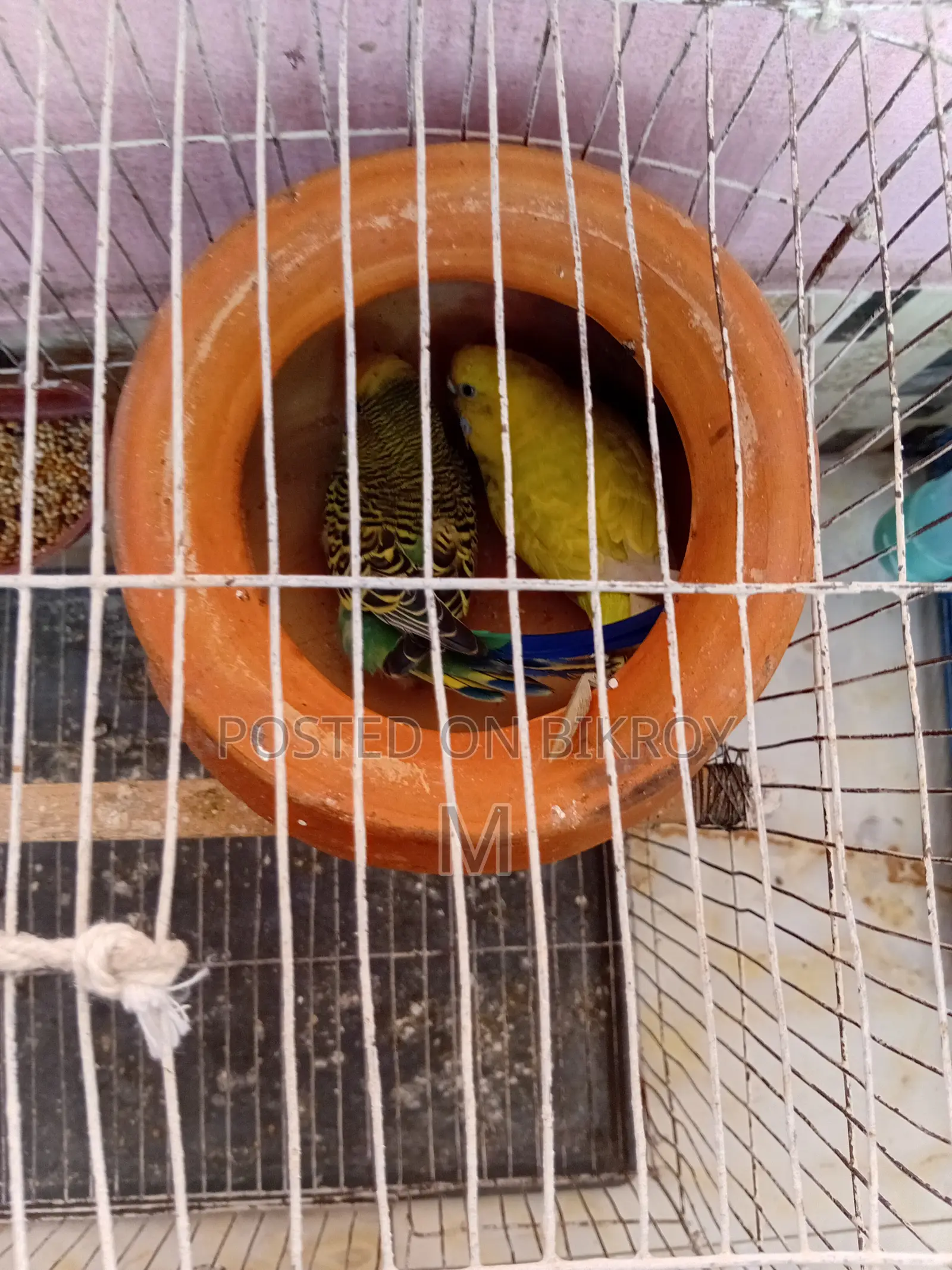1 pair of running egg-laying and chick-rearing Budgerigar birds for sale