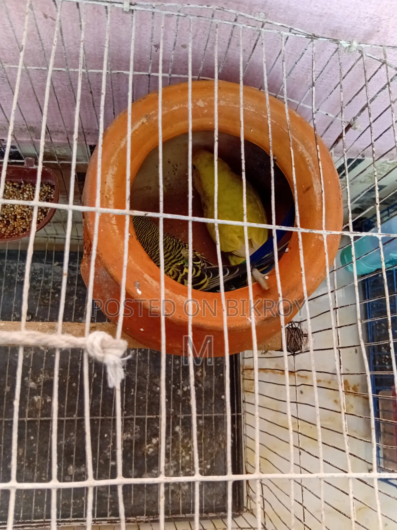 1 pair of running egg-laying and chick-rearing Budgerigar birds for sale